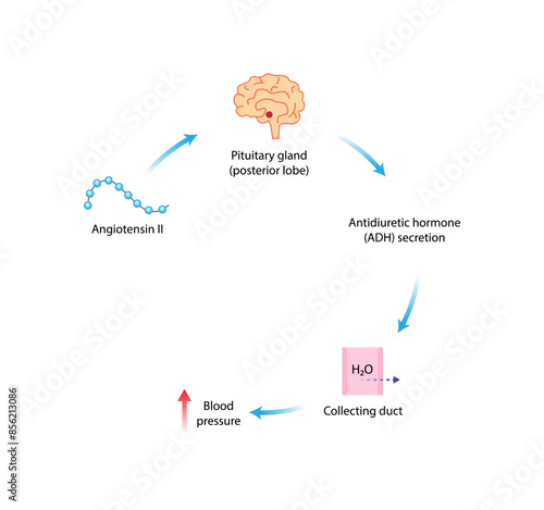 Angiotensin II acts on pituitary gland. Antidiuretic hormone, ADH. Vasopressin. Renin-Angiotensin-Aldosterone System, RAAS. Vector illustration.