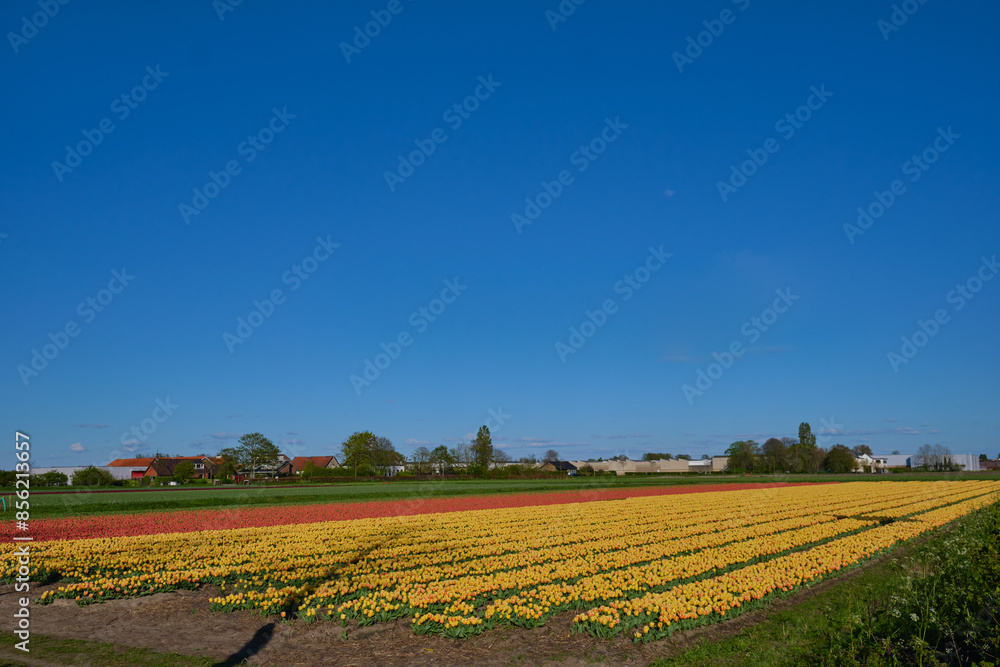 Endless rows of red tulips in the Dutch bulb fields under clear blue sky. Spring time in Holland. Endless rows of red tulips in the Dutch bulb fields under clear blue sky. Spring time in Holland.