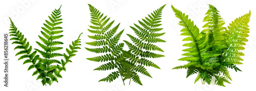 fern plants green leaves collection isolated on transparent or white background