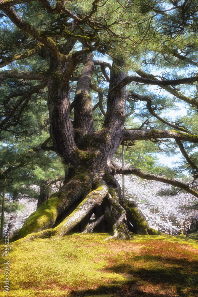 Fototapeta premium Big tree in Kanazawa garden - Japan