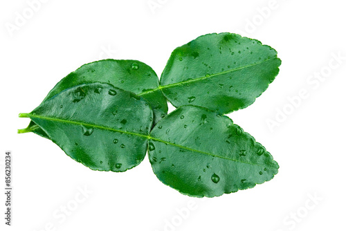 Bergamot leaves isolated on white background with transparent.