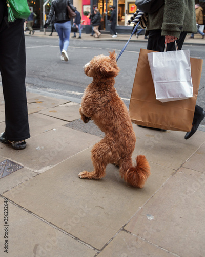 Adorable fluffy dog standing on its hind legs while waiting patiently beside a shopping bag on a busy city sidewalk, everyday city life Ideal for themes on pets city living and outdoor activities