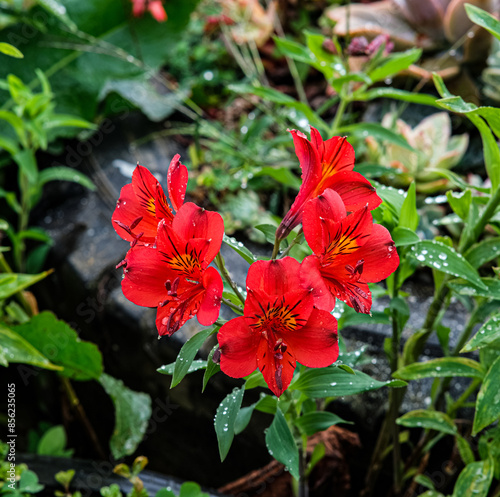 Peruvian lilies in Northern Blossoms garden in Atok Benguet Philippines. photo