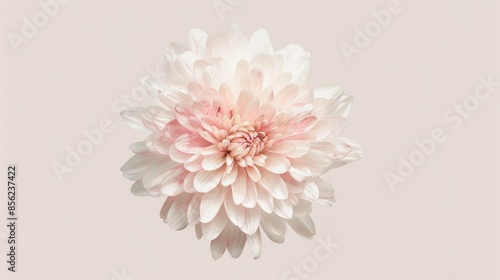 Vibrant Chrysanthemum Illustration for Floral Designs Generative AI