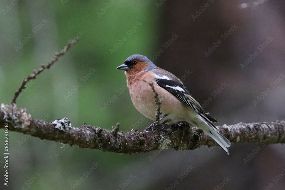 Fototapeta premium Fringuello