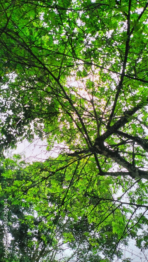 Fototapeta premium The atmosphere of the garden is filled with plants and trees
