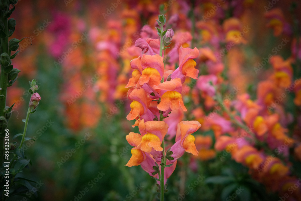 Snapdragon flowers in Northern Blossoms garden in Atok Benguet Philippines. Snapdragon flowers in Northern Blossoms garden in Atok Benguet Philippines.
