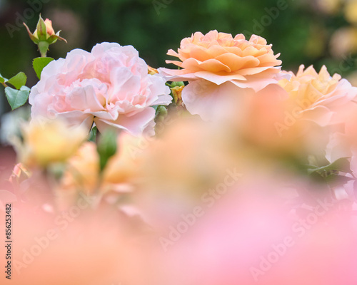 札幌大通公園12丁目バラ園「サンクンガーデン」のバラ・ザンガーハウザーユビレウムスローゼ / Rose 'Sangerhauser Jubilaumsrose' in the Sunken Garden, Sapporo Odori Park 12-chome Rose Garden photo