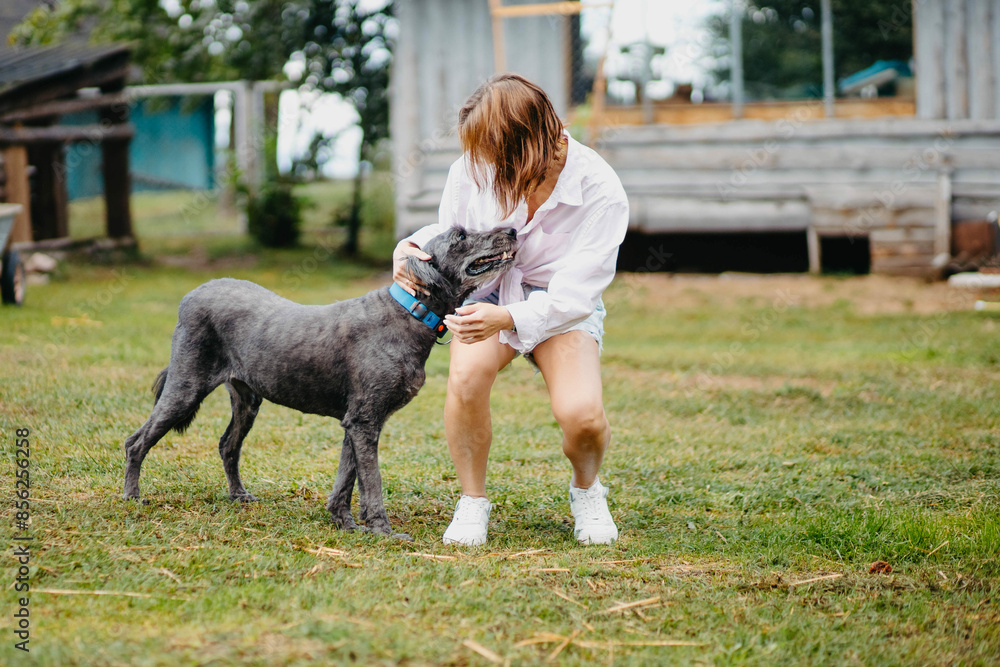 dog of the Bouvier de Flandres breed plays with a woman in the yard in summer dog of the Bouvier de Flandres breed plays with a woman in the yard in summer