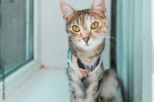 Fényképezés Sterilized cat in an anti-licking weaning suit