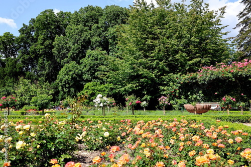 Wallpaper Mural Rosenblüte im Stadtgarten in Freiburg Torontodigital.ca