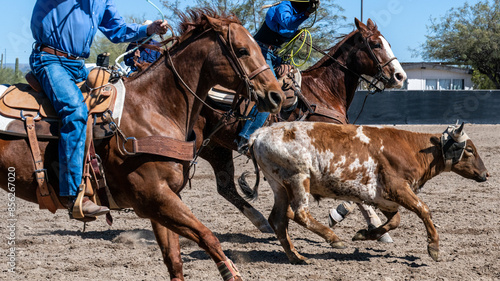 Fotografia Details of horses and steers in an Arizona roping event