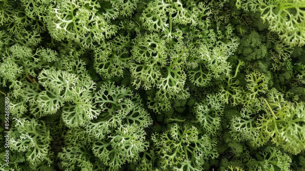 Green moss photo texture background from above. Realistic macro shoot. Modern eco friendly decor natural background. Symbol of sustainability. Wallpaper, Texture. Green moss photo texture background from above. Realistic macro shoot. Modern eco friendly decor natural background. Symbol of sustainability. Wallpaper, Texture.