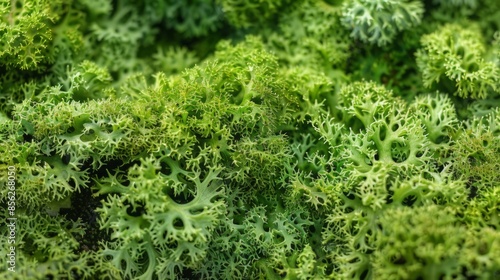 Green moss photo texture background from above.  Realistic macro shoot. Modern eco friendly decor natural background. Symbol of sustainability. Wallpaper, Texture. © Ksenia