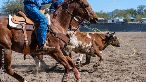Photography Details of horses and steers in an Arizona roping event