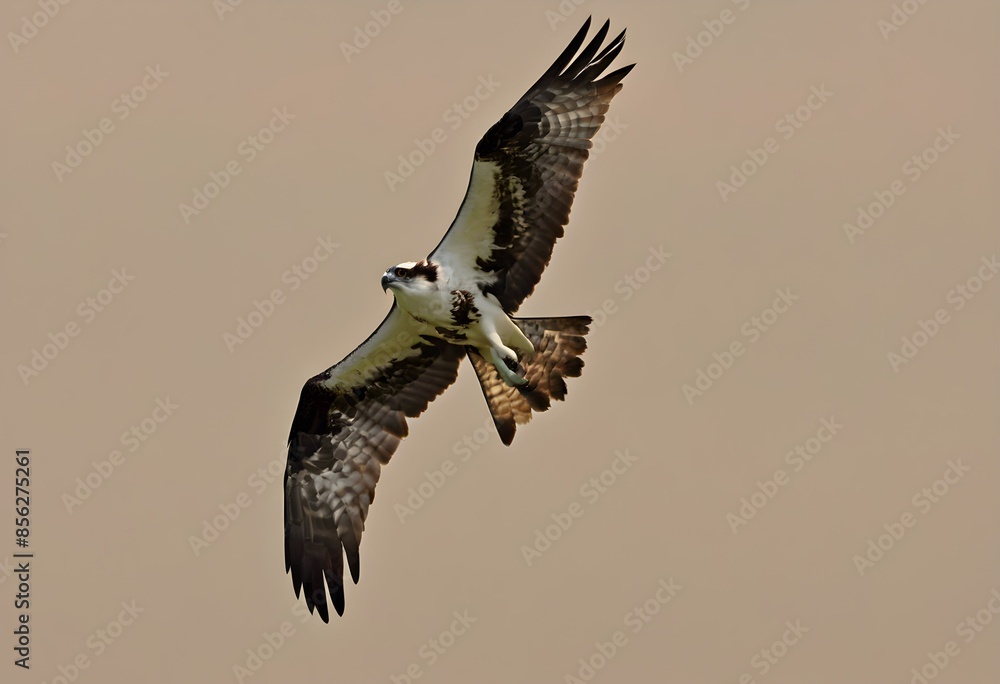 A view of an Osprey in flight