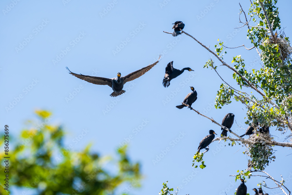 Ταπετσαρία Cormorants in flight and perched on dead branches with a blue sky background roo