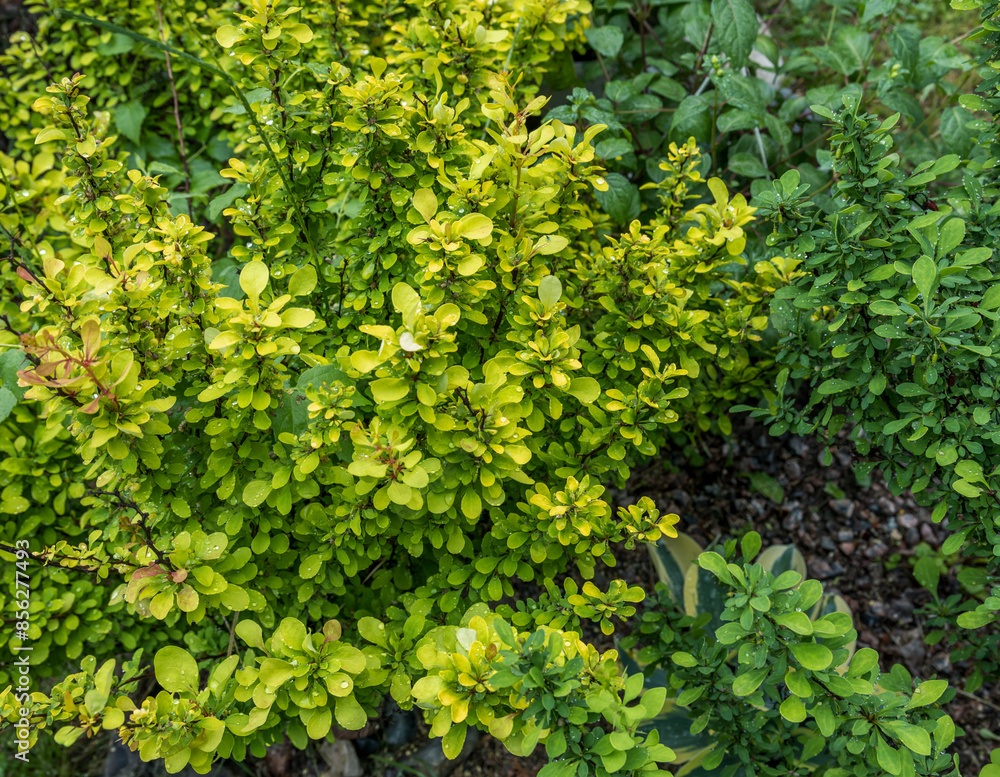 A close-up image of a vibrant green bush with small, delicate leaves, showcasing the beauty of nature in a summer garden. A close-up image of a vibrant green bush with small, delicate leaves, showcasing the beauty of nature in a summer garden.