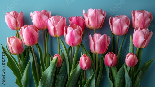 Pink tulip bouquet on a blue background