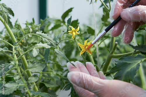 Artificial hand pollination of tomatoes. The hands use a soft brush to transfer pollen from flower to flower.