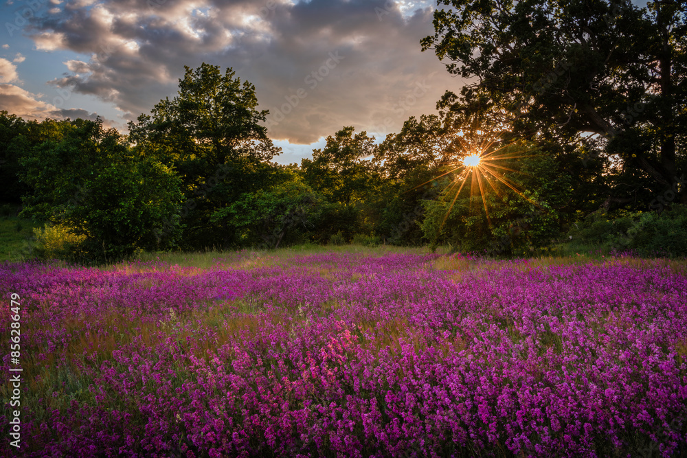 Obraz premium Flower field during sunset