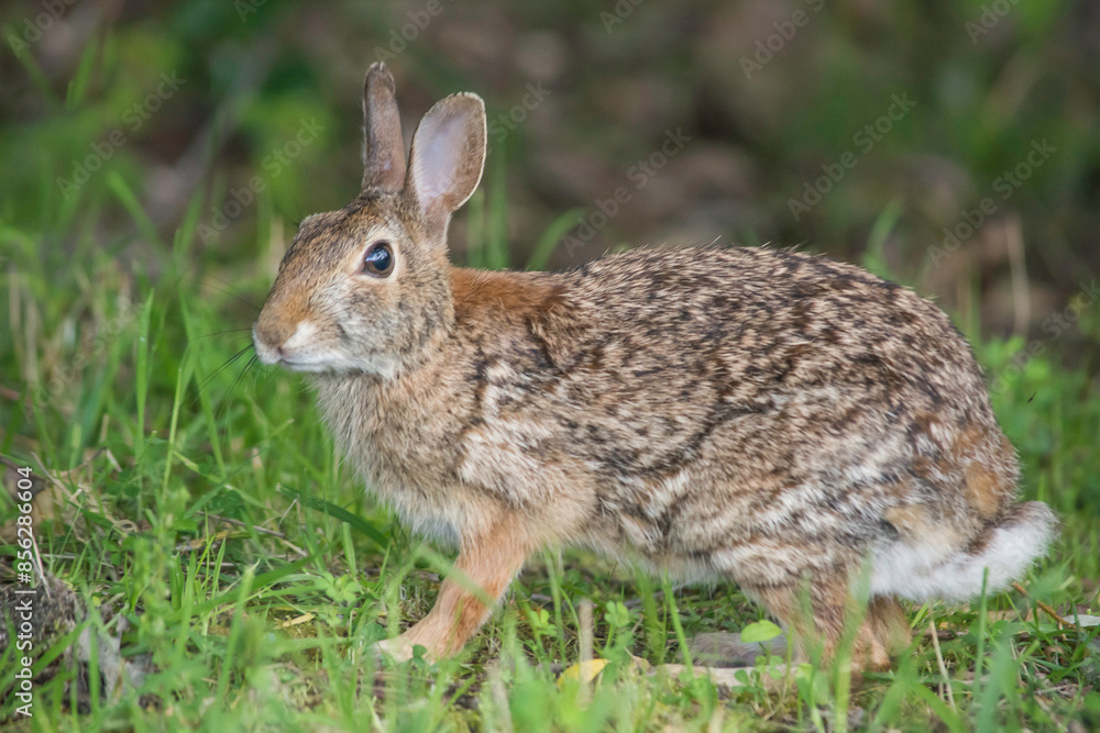 Eastern Cottontail Rabbit (Sylvilagus floridanus) alert Eastern Cottontail Rabbit (Sylvilagus floridanus) alert