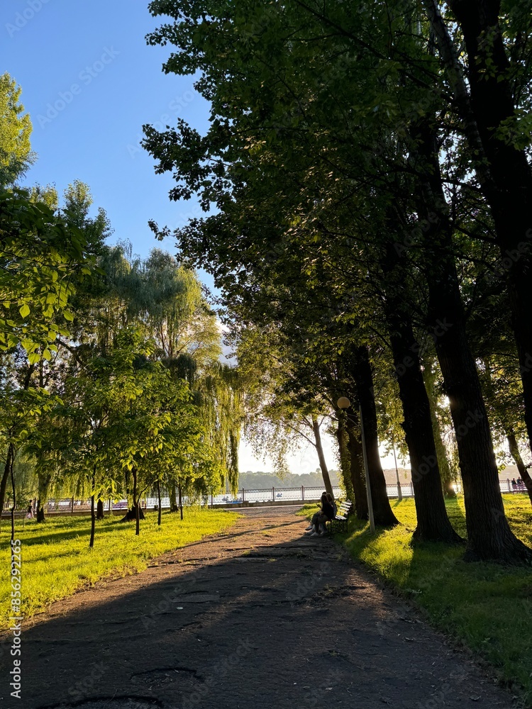 Fototapeta premium alley in the park