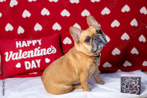 Valentines Day Dog