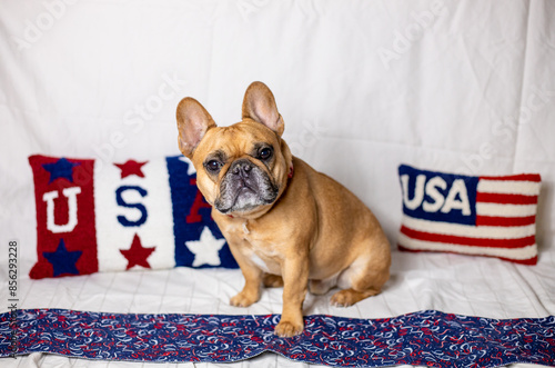 USA 4th Of July French Bull Dog