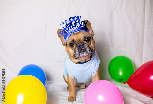 Birthday Dog 