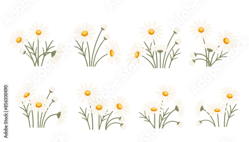 Chamomile flower vector illustration set in bloom, isolated on a white background