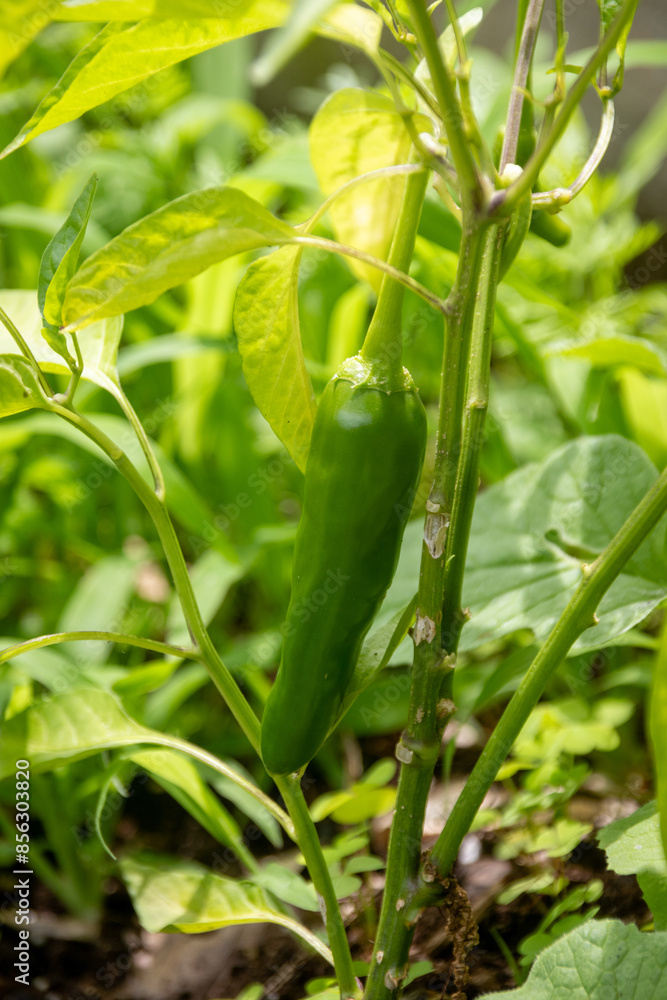 cayenne unripe pepper plant in a vegetable garden natural light cayenne unripe pepper plant in a vegetable garden natural light