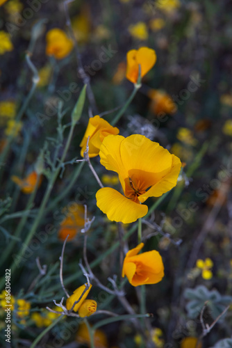 Desert Gold Poppies photo