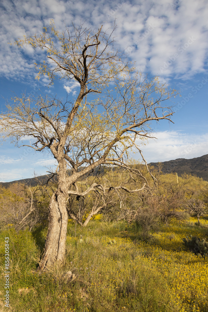 Large bare tree in Saguaro National Park, Arizona Large bare tree in Saguaro National Park, Arizona