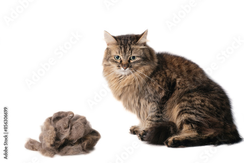 fur cat with big hairball on white background