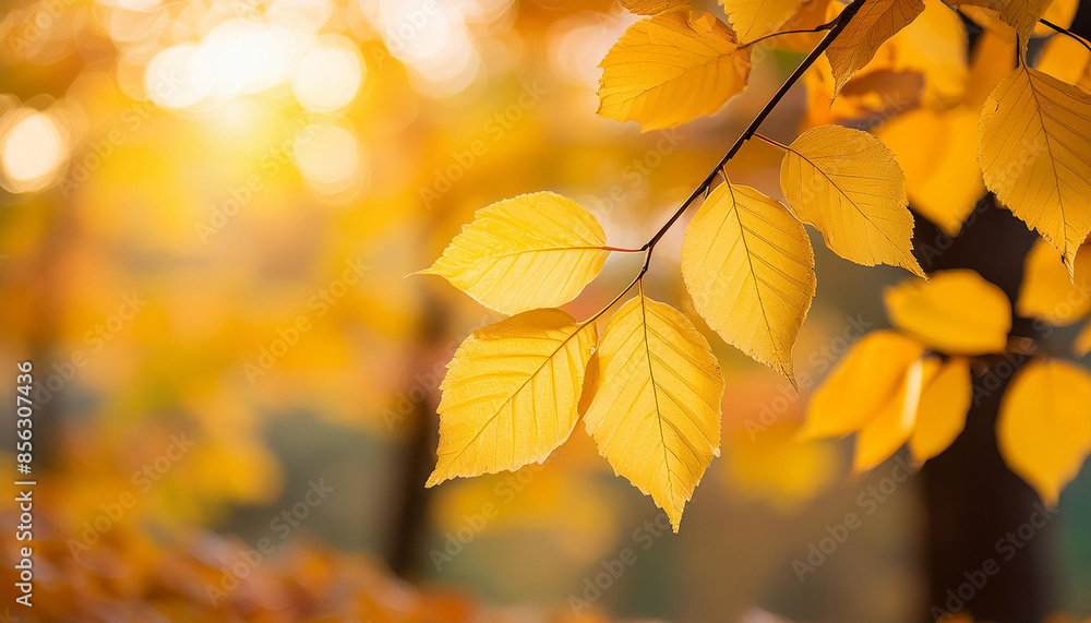 Colorful yellow autumn leaves background texture. Beautiful nature. Colorful yellow autumn leaves background texture. Beautiful nature.