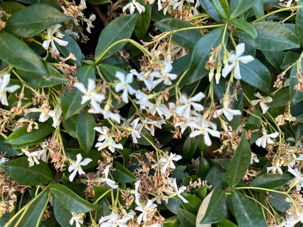 Fototapeta premium White jasmine flowers 