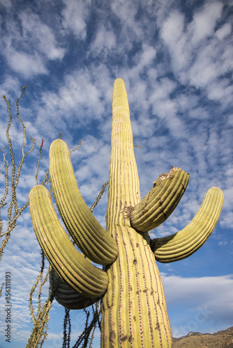 Saguaro cactus, cacti in Saguaro National Park, Arizona

