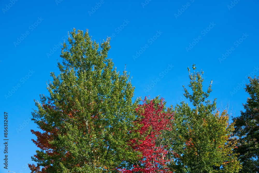 Fototapeta premium Beautiful Quebec fall colors