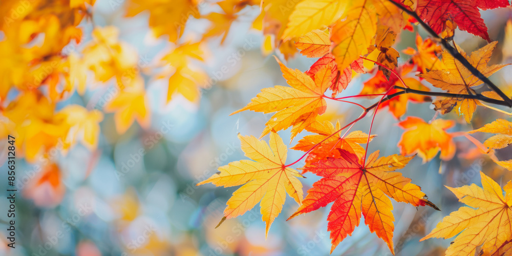 Vibrant autumn leaves on a branch against a blurry background Vibrant autumn leaves on a branch against a blurry background