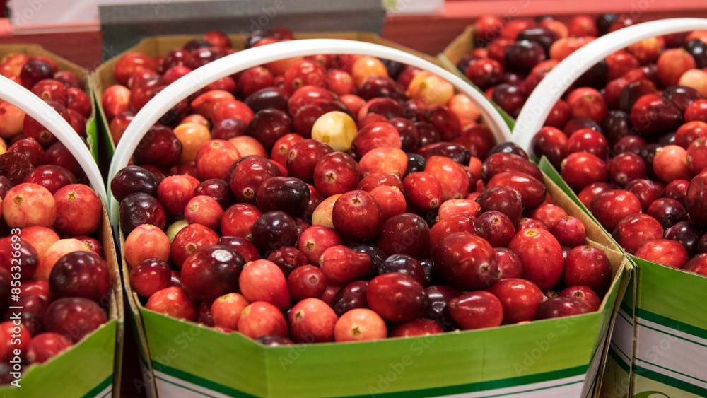 cranberry, cranberries, Quebec, fruit, juice, harvest, field, water, juicy, salty, beautiful, red, cranberry, cranberries, Quebec, fruit, juice, harvest, field, water, juicy, salty, beautiful, red,