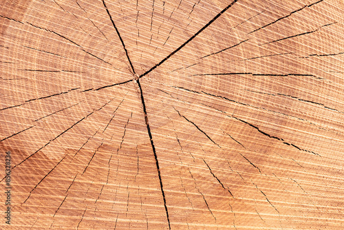 Background cross-section of a log with contrasting rings and cracks. Abstract wood texture