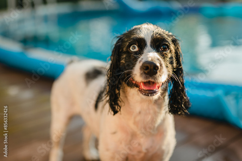 Close up of happy dog with frizzy fur by a pool in the summer with copy space, dogs and pool safety concept