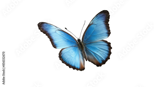 blue morpho butterfly isolated on white background , transparent png image