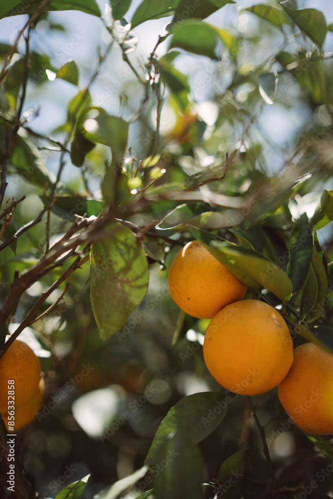 Sunlit leaves make a vibrant backdrop for fresh oranges hanging from tree branches in the garden Sunlit leaves make a vibrant backdrop for fresh oranges hanging from tree branches in the garden