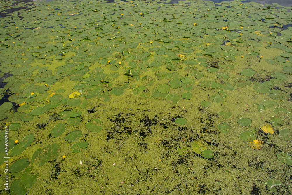 blooming water lilies on the water blooming water lilies on the water