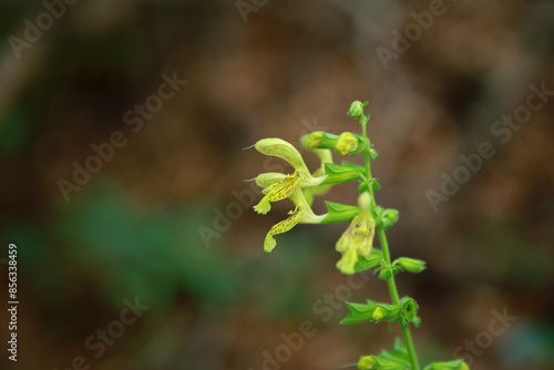 Fototapeta Naklejka Na Ścianę i Meble -  Glutinous sage in the forest in Bieszczady Mountains, Poland