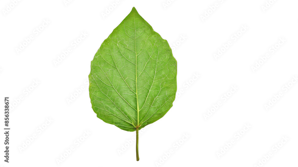 green leaf isolated on white background , transparent png image green leaf isolated on white background , transparent png image