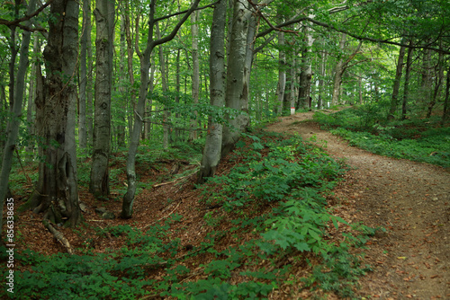 Fototapeta Naklejka Na Ścianę i Meble -  Sconce (fortification) of Bar Confederation in Bieszczady mountains, Poland