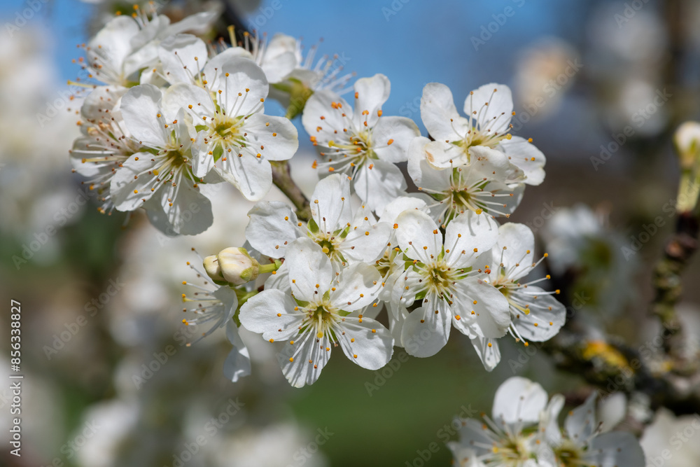 Close up of chickasaw plum (prunus angustifolia) blossom Close up of chickasaw plum (prunus angustifolia) blossom